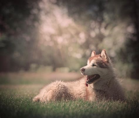 how is phil doing in my life with malamutes|Update on Phil: Backstory in case .